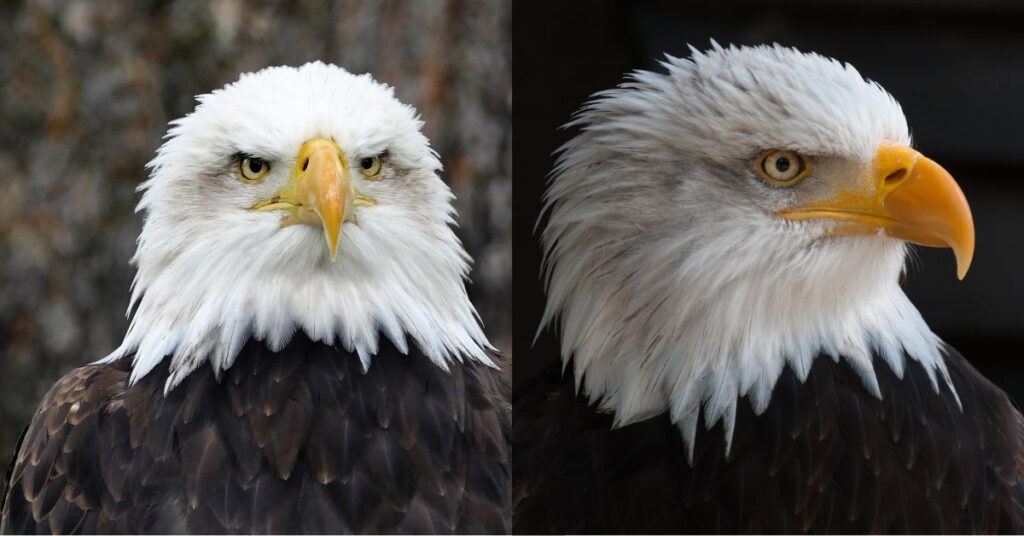 bald eagle