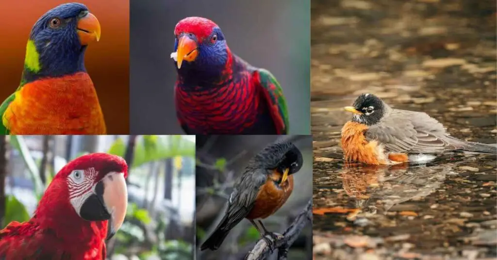 birds with red beaks