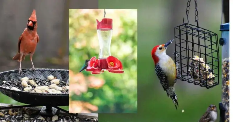 bird feeders