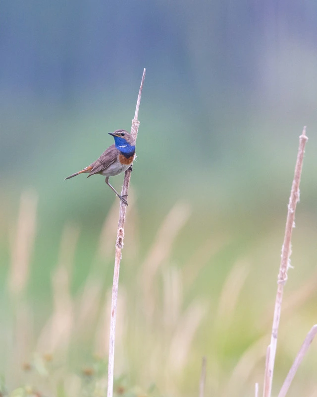 Mountain Bluebird