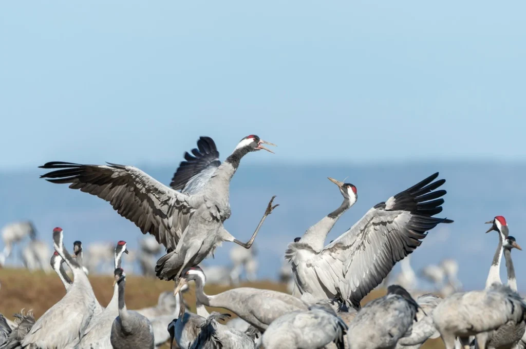 bird migration map
